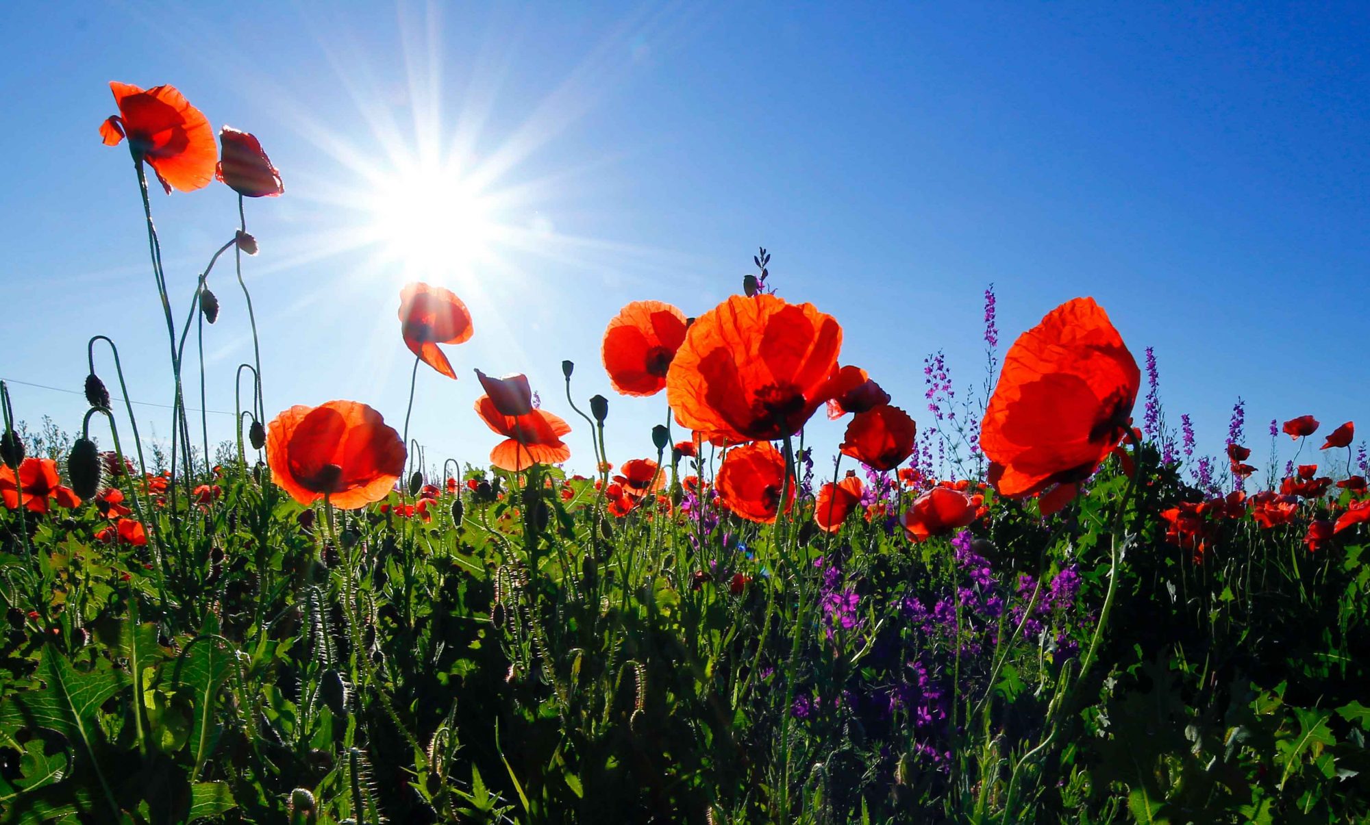 coquelicots