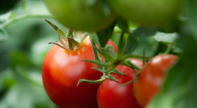 tomates